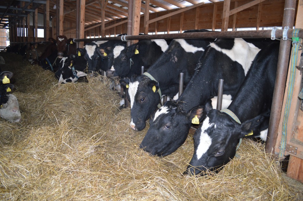 Mjölkkor | Ingelsbo Gård